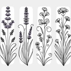 four different types of lavender flowers