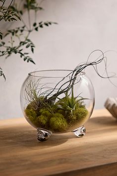 an air plant is in a glass bowl on a wooden table next to a potted plant