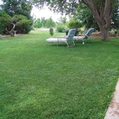 two lawn chairs sitting on top of a lush green field next to a large tree