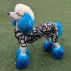 a dog with blue and white hair standing on grass