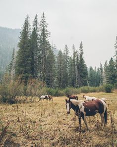 several horses are standing in the grass near some trees