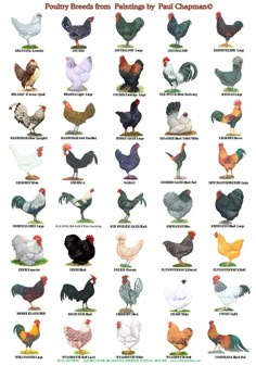 the different types of chickens and roosters are shown in this chart, which shows their colors