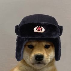 a dog with a hat on it's head sitting in front of a wall