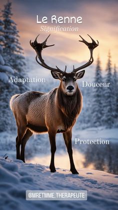 a deer standing on top of snow covered ground next to evergreen trees and the words le rene signification