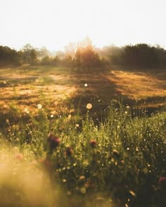 the sun shines brightly on an open field with wildflowers and trees in the background