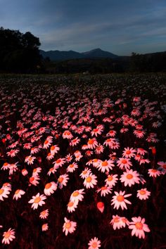 a field full of pink flowers under a dark sky with mountains in the back ground