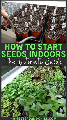 how to start seeds indoors the ultimate guide