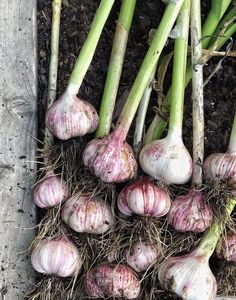 several bunches of garlic sitting on top of each other in the dirt next to some plants