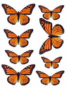 six yellow butterflies with black spots on their wings, all facing different directions to the same direction