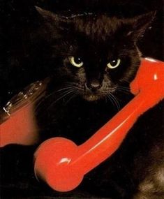 a black cat sitting next to an old red phone with its paw on it's receiver