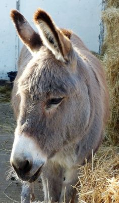 a donkey standing in hay next to a building