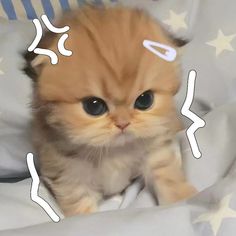 an orange kitten sitting on top of a bed covered in white sheets with stars around it