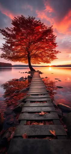 a tree that is sitting on a dock