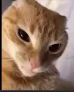 an orange and white cat sitting on top of a couch next to a person's arm