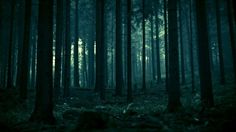 a dark forest filled with lots of tall trees