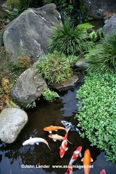 several koi fish are swimming in a pond surrounded by large rocks and greenery