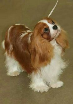 a small brown and white dog standing on top of a floor next to a leash