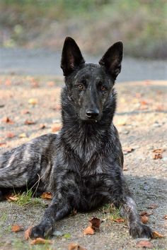 a black dog laying on top of a dirt field next to leaves and grass covered ground