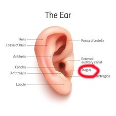 Itchy Ears Remedies, Ear Pain Remedies, Ear Structure, Inside Ear, Itchy Ears, Ear Pressure, Outer Ear, Middle Ear, Human Ear