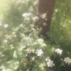 blurry photograph of grass and flowers in the woods