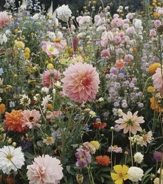 a field full of different colored flowers