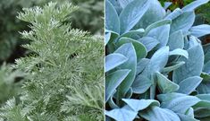 two different types of green plants in the same photo, one with blue leaves on it