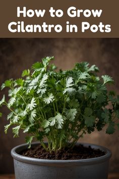 a plant in a pot with the title how to grow cilantro in pots