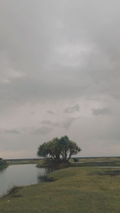 a lone tree stands in the middle of a field next to a body of water