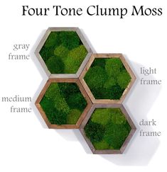 three wooden hexagonals with moss growing in them and the words lime sheet moss below