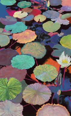 water lilies and leaves floating on top of each other