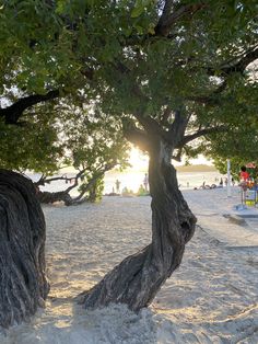 the sun shines through the trees on the beach as people are in the background