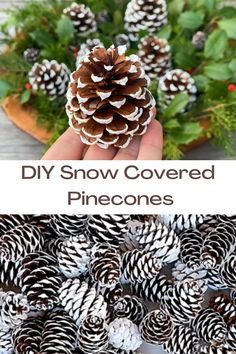 pine cones are being held by someone's hand with the words diy snow covered pinecones