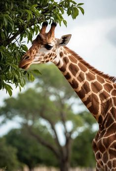 a giraffe standing next to a lush green tree