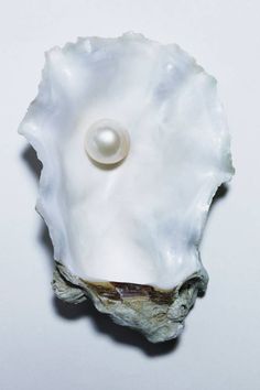 a single pearl in the middle of an oyster shell