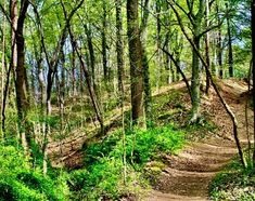 a dirt path in the woods with lots of trees