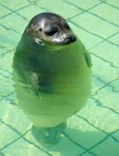 a seal in the water with its head sticking out