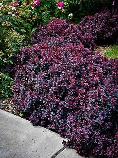 purple flowers are growing on the side of a sidewalk in front of some bushes and other plants