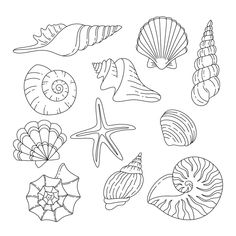 an image of seashells coloring pages