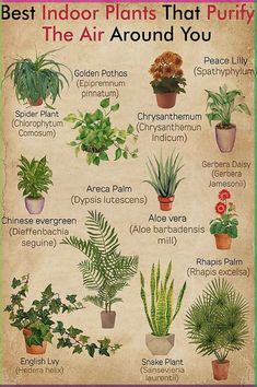 the best indoor plants that purify the air around you poster is shown in an old