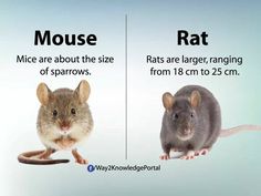 two mice are shown side by side with the words mouse and rat