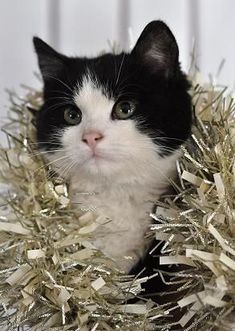 a black and white cat is sitting in tinsel