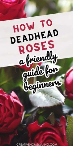 red roses with the words how to deadhead roses a friendly guide for beginners