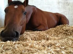 a brown horse laying on top of dry grass