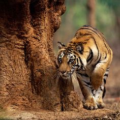 a tiger walking next to a tree in the woods