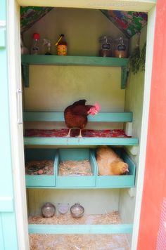 a chicken is standing on top of a shelf in a hutch with hay and other items