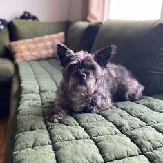 a small gray dog laying on top of a green couch