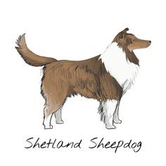 a brown and white dog standing next to the words shetland sheepdog