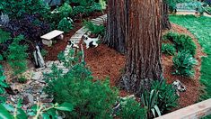 there is a dog that is standing in the yard next to a tree and bench