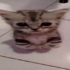 a small kitten sitting on top of a white tile floor