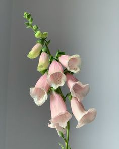 pink and white flowers are in a vase on a gray table top with green stems